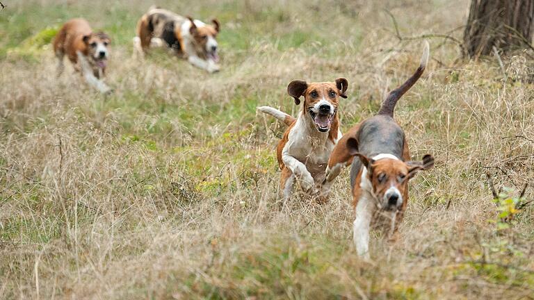 Immer wieder berichtet die Polizei über Vorfälle, bei denen freilaufende Hunde Wildtiere oder sogar Menschen verletzen (Symbolfoto). Immer wieder berichtet die Polizei über Vorfälle, bei denen freilaufende Hunde Wildtiere oder sogar Menschen verletzen (Symbolfoto).