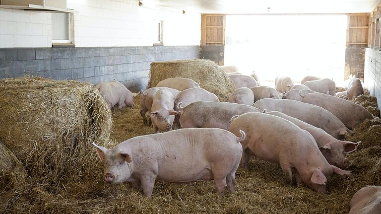 Ein Übergreifen der Afrikanischen Schweinepest auf Hausschweine wäre fatal – größere Bestände müssten gekeult werden.