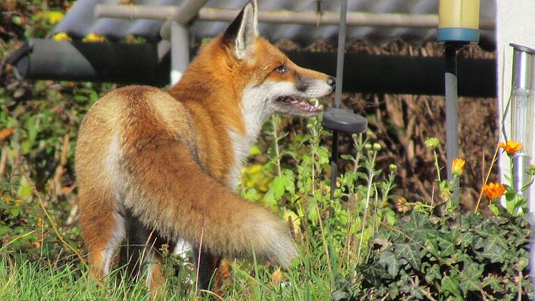 Der Fuchs war ein häufiger Träger der Tollwut. Dieses Tier ist unserem Fotografen vor zwei Jahren mitten in Homburg vor die Linse gelaufen. Meister Reineke suchte mitten im Siedlungsgebiet nach Mäusen und machte auch nicht vor einem Käfig Halt, wo er sich ein Häschen holte. Der Fuchs war ein häufiger Träger der Tollwut. Dieses Tier ist unserem Fotografen vor zwei Jahren mitten in Homburg vor die Linse gelaufen. Meister Reineke suchte mitten im Siedlungsgebiet nach Mäusen und machte auch nicht vor einem Käfig Halt, wo er sich ein Häschen holte.