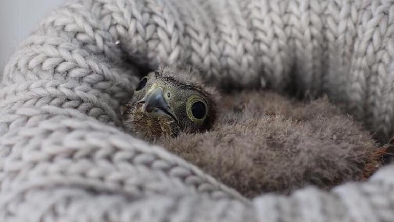Der kleine Frodo: Mittlerweile ist der Turmfalke in die Freiheit entlassen. Der kleine Frodo: Mittlerweile ist der Turmfalke in die Freiheit entlassen.