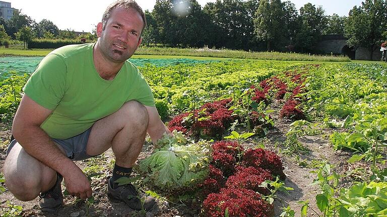 Christian Gräbner kniet im Feld, das die Etwashäuser Gärtner am Mainufer angelegt haben. Die Salate und der Kohlrabi sind erntereif.Fotos: Ralf Dieter Christian Gräbner kniet im Feld, das die Etwashäuser Gärtner am Mainufer angelegt haben. Die Salate und der Kohlrabi sind erntereif.Fotos: Ralf Dieter