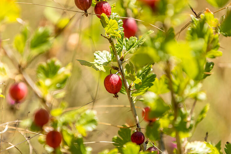 Wilde Stachelbeeren hängen an einem Strauch am Wegesrand. Wilde Stachelbeeren hängen an einem Strauch am Wegesrand.