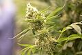 Cannabis.jpeg       -  In Cannabis steckt viel Potenzial für das große Geschäft. Welche Aktien gibt es?