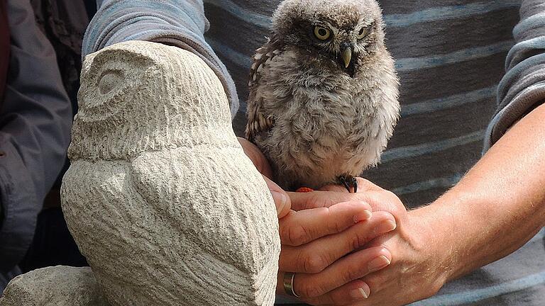 Steinkauz Jungvogel &bdquo;Karl&rdquo; neben der von Norbert F.C. Mönter geschaffenen Steinkauzskulptur.