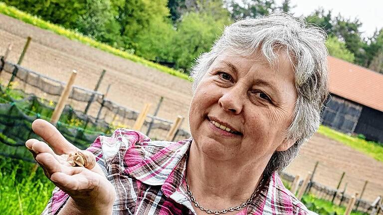 Schneckenzucht in Münsingen - Schneckenzüchterin aus Leidenschaft: Rita Goller aus Münsingen. Schneckenzucht in Münsingen - Schneckenzüchterin aus Leidenschaft: Rita Goller aus Münsingen.
