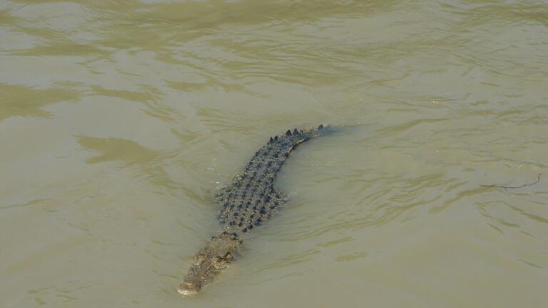 Krokodile im Northern Territory - Krokodile zählen zu den gefürchtetsten Raubtieren der Welt. (Symbolbild) Krokodile im Northern Territory - Krokodile zählen zu den gefürchtetsten Raubtieren der Welt. (Symbolbild)