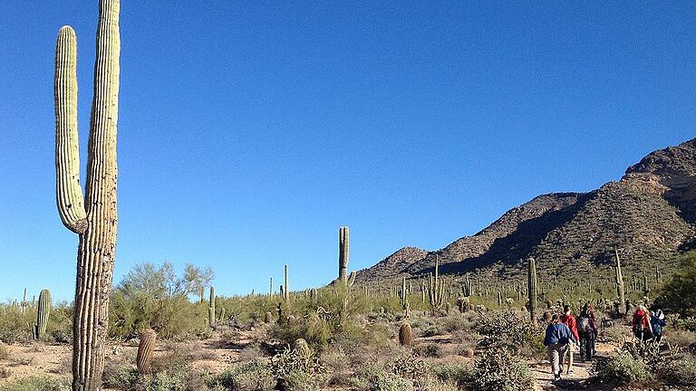 Im Süden Arizonas wachsen die riesigen Saguaro-Kakteen.
