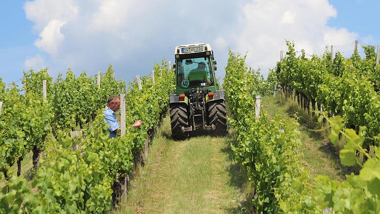 Die Umsatzeinbußen durch Corona machen den fränkischen Winzern weniger Sorgen als die Frostnacht vom 12. Mai. Die Umsatzeinbußen durch Corona machen den fränkischen Winzern weniger Sorgen als die Frostnacht vom 12. Mai.