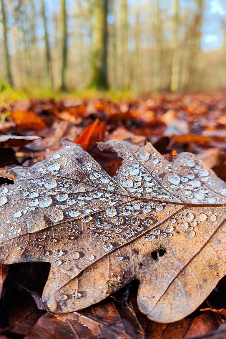 Im Steigerwald Im Steigerwald