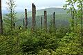 Im Nationalpark Bayerischer Wald: Alter Wald geht, neuer Wald entsteht.