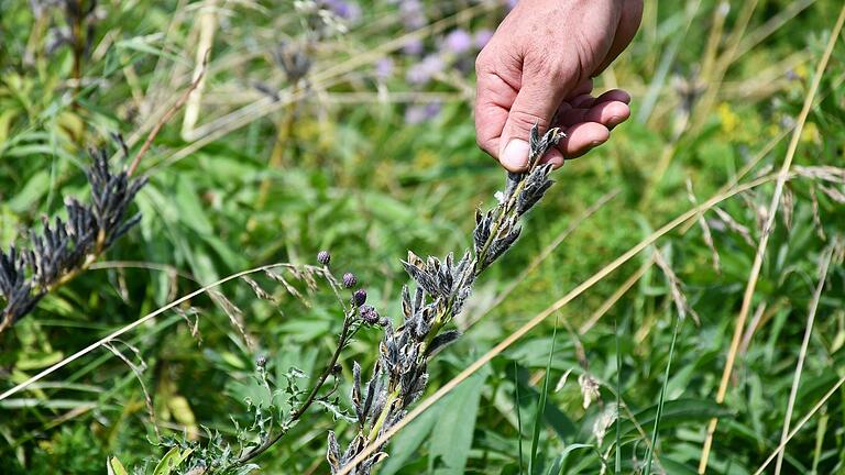 Thema bei zahlreichen Führungen war unter anderem auch die Lupine als invasive Art. Thema bei zahlreichen Führungen war unter anderem auch die Lupine als invasive Art.