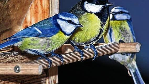 Am Vogelhäuschen: Blau- und Kohlmeisen.