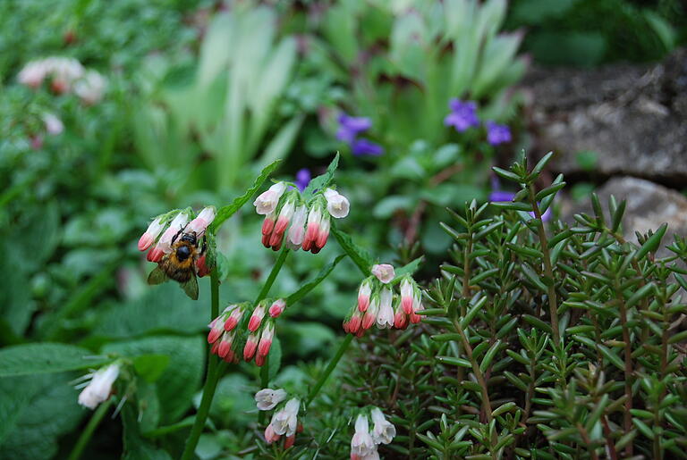 Hauswurz, Glockenblümchen und Kriechender Beinwell teilen sich das Steinbeet. Hauswurz, Glockenblümchen und Kriechender Beinwell teilen sich das Steinbeet.