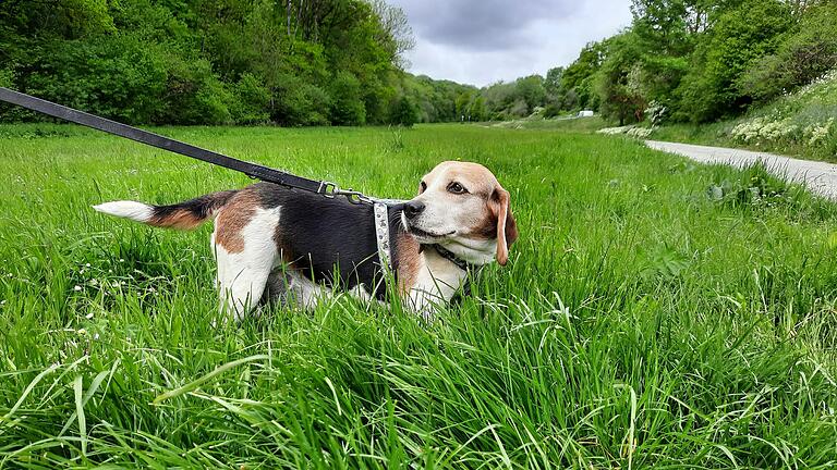 Wo drehen die Tierheim-Hunde künftig ihre Runde? Am jetzigen Standort in der Kaltensondheimer Straße gibt es zwar viel Grün, das Tierheim steht jedoch auf Hohlräumen und muss besser heute als morgen weichen. Die Suche nach dem neuen Zuhause gestaltet sich schwieriger als zunächst angenommen.