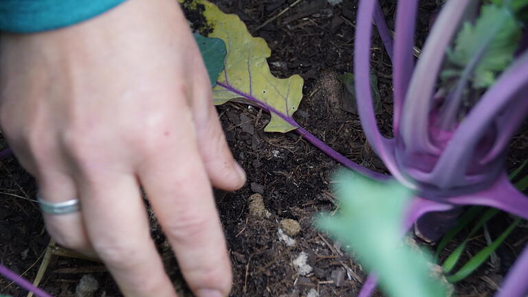 Leichter als die unbehandelte Wolle lassen sich die Pellets rund um die Kohlrabi in die Erde einarbeiten. Hier spenden sie Nährstoffe und lockern gleichzeitig den Boden auf. Leichter als die unbehandelte Wolle lassen sich die Pellets rund um die Kohlrabi in die Erde einarbeiten. Hier spenden sie Nährstoffe und lockern gleichzeitig den Boden auf.
