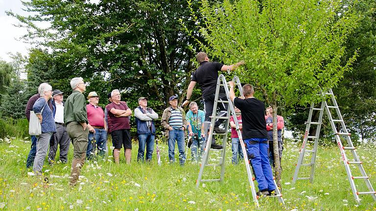 Sommerschnittkurs an Obstbäumen beim Obst- und Gartenbauverein Ruppertshütten.