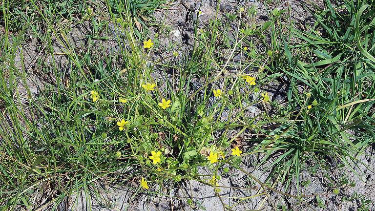Im Sommer blüht es in den Feldern und an den Wegrändern der Gemeinde Schwebheim. Im Sommer blüht es in den Feldern und an den Wegrändern der Gemeinde Schwebheim.
