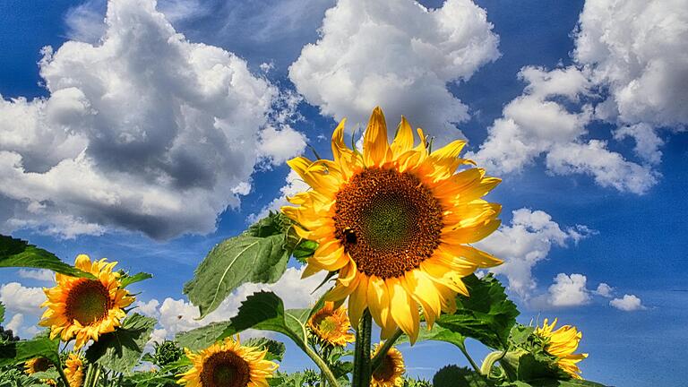 Trockenes Wetter und viel Sonne mögen Sonnenblumen besonders gerne. Trockenes Wetter und viel Sonne mögen Sonnenblumen besonders gerne.
