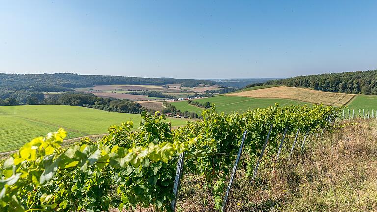 Der Wanderweg 'MainWeitBlick' in Wertheim lohnt sich: Ausflügler können die Weinberge auf unmittelbare Weise wandernd erleben. Der Wanderweg 'MainWeitBlick' in Wertheim lohnt sich: Ausflügler können die Weinberge auf unmittelbare Weise wandernd erleben.