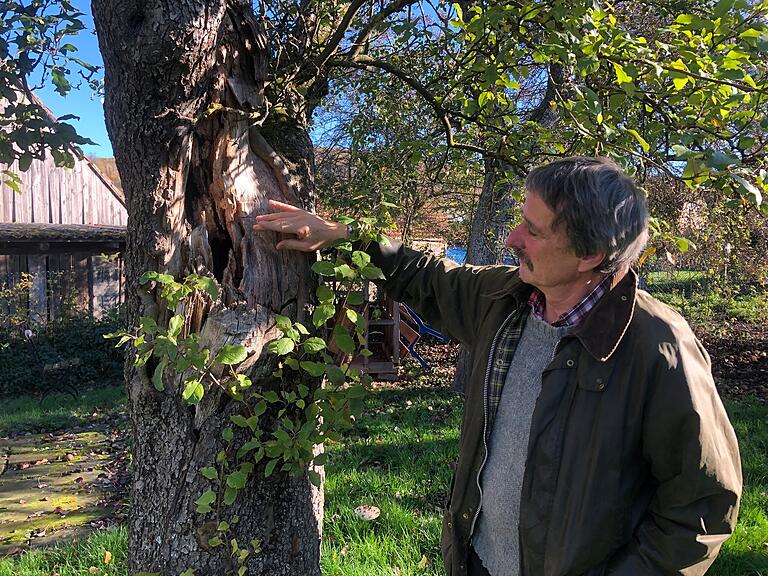 Mergner bei einem  Biotopbaum: 'Stammschäden sind Türöffner für Insekten und Pilze'