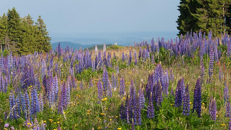 Die lila Pflanzen-Plage: Auf vielen Wiesen haben Lupinen schon überhandgenommen. Die lila Pflanzen-Plage: Auf vielen Wiesen haben Lupinen schon überhandgenommen.