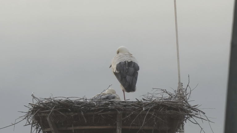Störche Hammelburg 2025 - Der Frost hängt im Nest und auch am Gefieder der Störche. Störche Hammelburg 2025 - Der Frost hängt im Nest und auch am Gefieder der Störche.