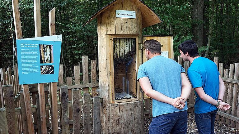 Auf großes Interesse stößt auf dem Baumwipfelpfad Steigerwald bei Ebrach die Schauklotzbeute mit dem hinter dem Schauglas befindlichen Bienenvolk. Sie steht öffentlich zugänglichen Weg vom Parkplatz zum Eingang des Wipfelpfades in der Nähe des Gastronomie- und Verwaltungsgebäudes.