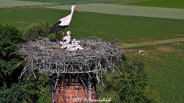 Storch Tine mit ihren Vierlingen auf dem Horst auf dem ehemaligen Backhaus des&nbsp; Klosters Heidenfeld. Das Foto ist bei der Beringung der Jungtiere entstanden.&nbsp; &nbsp;