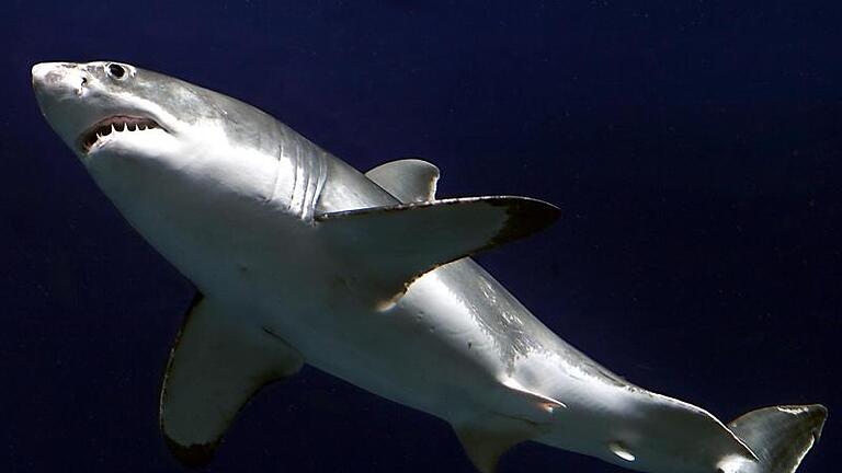 Beim Weißen Hai korrigierten die Wissenschaftler die Maximalgröße von über 8 auf 7,13 Meter. Foto: Monterey Bay Aquarium Foundation/Randy Wilder/Archiv       -  Eine Begegnung mit ihm kann böse Folgen haben: Der Weiße Hai ist der größte Raubfisch überhaupt.