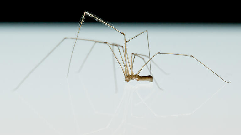 86237050.jpg       -  Spinnen fliegen in manchen Regionen der Welt durch die Lüfte.