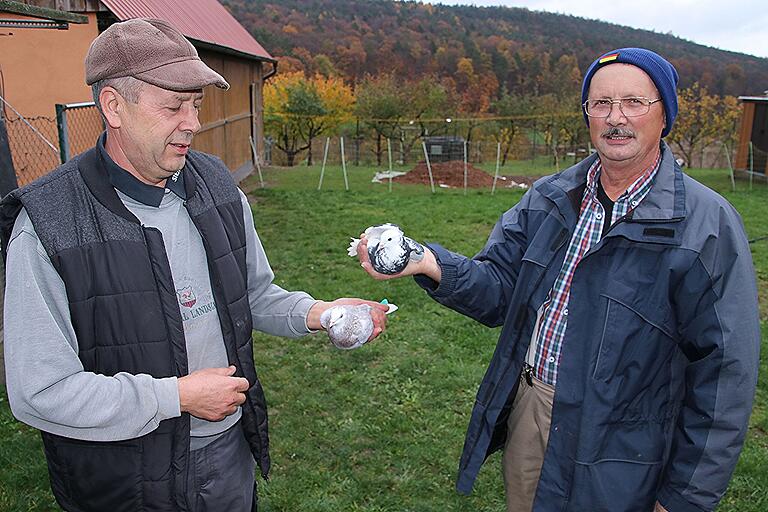 Teamwork bei den Brüdern Helmut und Stefan Ungar (von links). Gemeinsam haben sie Freude an ihrem Hobby mit den 'Birmingham-Kunstflugtauben', die sie hier präsentieren