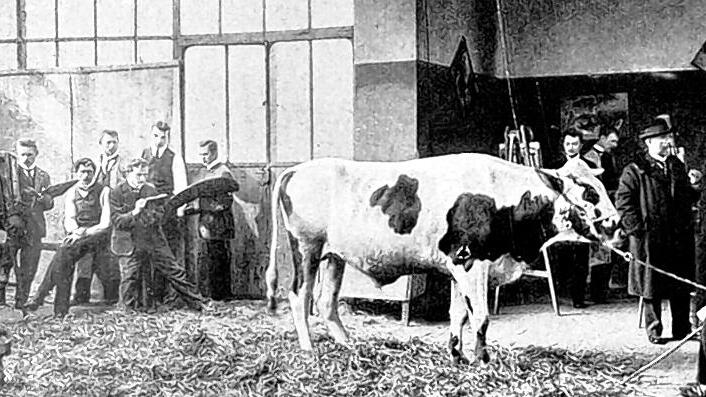 (huGO-ID: 18940071) Heinrich von Zügel in dem Glaskasten der Münchner Akademie mit “Modellkuh“, anonyme zeitgenössische Aufnahme FOTO Museum Georg Schäfer (huGO-ID: 18940071) Heinrich von Zügel in dem Glaskasten der Münchner Akademie mit “Modellkuh“, anonyme zeitgenössische Aufnahme FOTO Museum Georg Schäfer (huGO-ID: 18940071) Heinrich von Zügel in dem Glaskasten der Münchner Akademie mit “Modellkuh“, anonyme zeitgenössische Aufnahme FOTO Museum Georg Schäfer (huGO-ID: 18940071) Heinrich von Zügel in dem Glaskasten der Münchner Akademie mit “Modellkuh“, anonyme zeitgenössische Aufnahme FOTO Museum Georg Schäfer