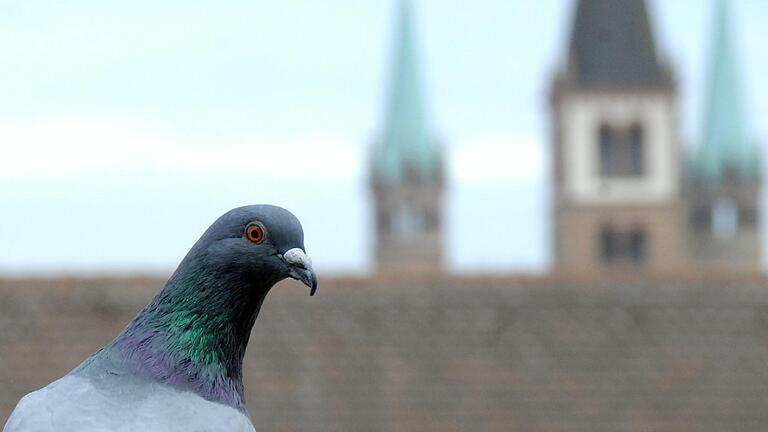 Eine Stadttaube auf dem Taubenschlag des Würzburger Rathauses.