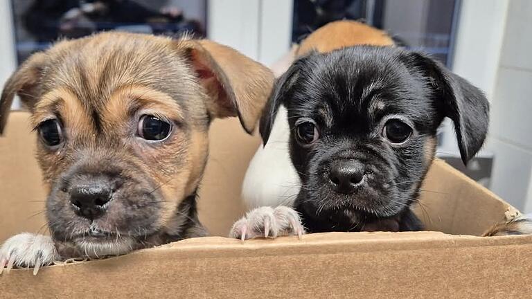 Die ausgesetzten Hundewelpen leben aktuell im Tierheim Würzburg. Es geht ihnen gut und sie sind bisher fit.
