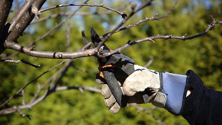 Die Experten des Gartentelefons erklären, wie man Obstgehölz richtig zurückschneidet.&nbsp;