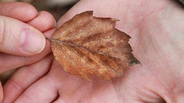 Herbstliches Blatt einer Elsbeere.