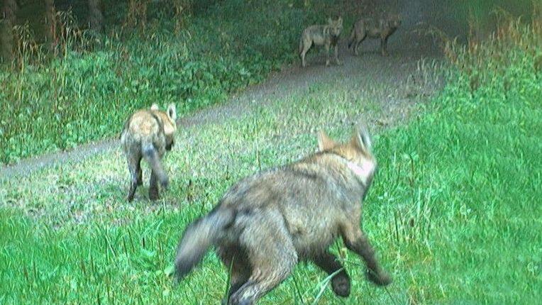 Nachweis von vier Wolfswelpen aus dem Rudel 'Hohe Rhön': Dieses Foto wurde am 28.8.24 von einer Fotofalle des Landesamtes für Umwelt (LfU) im Landkreis Rhön-Grabfeld aufgenommen.