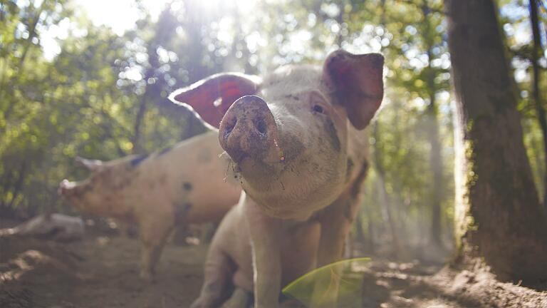 Die Eichelschweine bei Possenheim leben von etwa August bis Dezember im Wald und ernähren sich von Eicheln und Bucheckern.&nbsp;