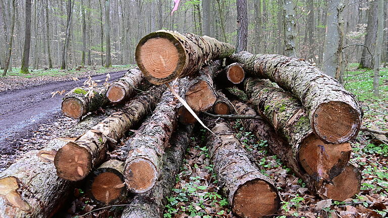 Deutlich mehr Holz als eigentlich geplant musste im Jahr 2021 aus dem Großrinderfelder Gemeindewald entnommen werden. Schuld war die Trockenheit und Schädlingsbefall.