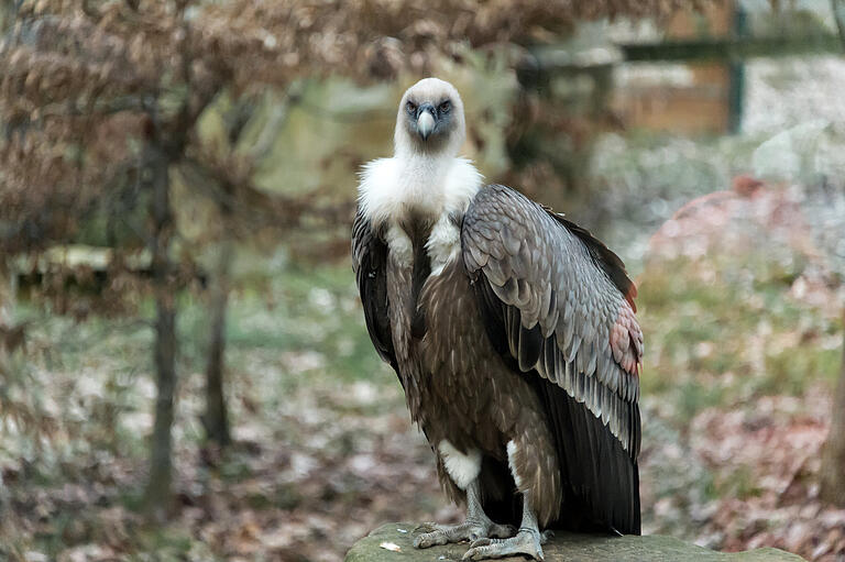 Kann ganz schön kritisch schauen: ein Gänsegeier. Die stattlichen Vögel werden bis zu 40 Jahre alt.&nbsp;