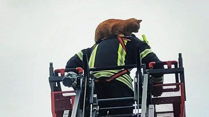 Tierrettung in Eltmann: Statt auf den Feuerwehrmann loszugehen, genoss die Katze auf dem Weg nach unten die Aussicht.