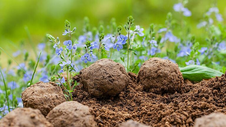 Blühende lila Wildblumen wachsen aus Samenkugeln. Die Kugeln liegen auf trockener Erde.