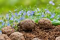 Blühende lila Wildblumen wachsen aus Samenkugeln. Die Kugeln liegen auf trockener Erde.