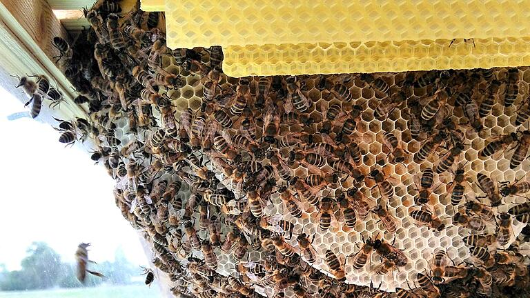 Überwacht: Die Lebensbedingungen für die Bienen werden genau registriert.