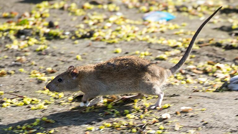 Ratten in der Stadt (Archivbild) – ein zunehmendes Problem in Dettelbach.