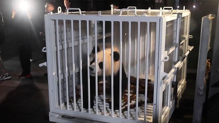 Riesenpandas auf dem Weg von China in die USA       -  Qing Bao