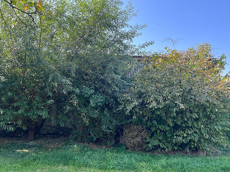 'Die grüne Wand ist purer Luxus gegenüber der nackten Fassade', schwärmt Ulsamer von der Gartenhecke. 'Die grüne Wand ist purer Luxus gegenüber der nackten Fassade', schwärmt Ulsamer von der Gartenhecke.