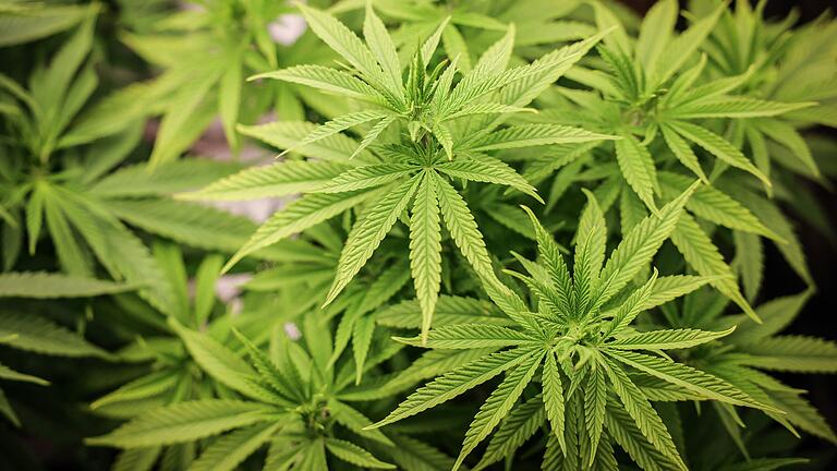 Im Haus eines 34-Jährigen aus dem Landkreis Würzburg fand die Polizei 16 getrocknete Cannabispflanzen. Im Haus eines 34-Jährigen aus dem Landkreis Würzburg fand die Polizei 16 getrocknete Cannabispflanzen.