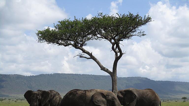 Kenia-Elefanten       -  Elefantenbullen finden sich manchmal zu Gruppen zusammen.