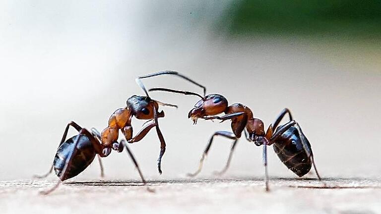 KINA - Wusstest du, dass...? - Wie Ameisen riechen       -  Zwei Exemplare der Kahlrückigen Waldameise (Formica polyctena), auch Kleine Rote Waldameise genannt, betasten sich. Ameisen riechen mit ihren Fühlern.